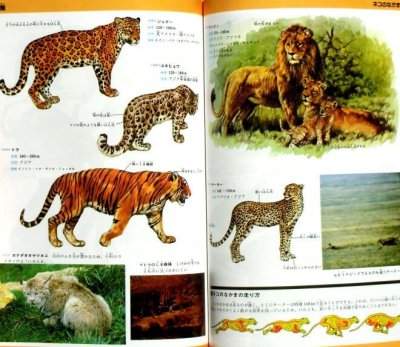 画像2: 動物　野外観察図鑑3　★1989年旧版★