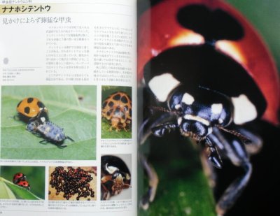 画像1: 昆虫顔面図鑑　[日本編]　★海野和男★絶版